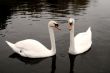 Swan