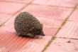 Hedgehog