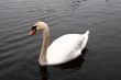 Swan