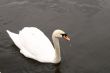 Swan