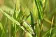 Grasshopper
