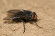 Fly