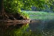 Duck Pond