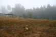 Morning in a fog