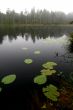 Morning lake