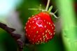 Berry