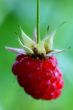 Berry