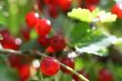 Berry