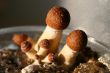 mushroom
