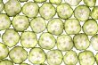 lobule cucumber