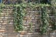 Vines on Rock Wall