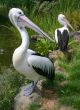 Pelicans wonder