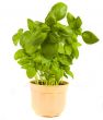 basil
