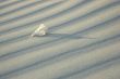 White solitude 2. Shell series.