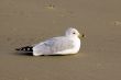 Ring-Billed Gull