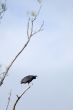 Black vulture on tree branch