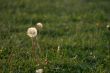 Morning dandelion