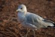 Ring-billed gull