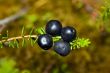 Crowberry