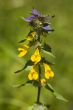 Melampyrum nemorosum close