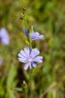 Chicory
