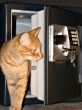 Open safe door with orange tabby stepped out