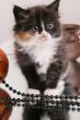 kitten