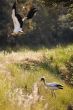 Two wood storks