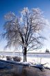 Ice Covered Tree near Road