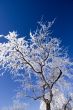 Ice and Snow Covered Tree