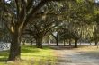 Country lane with overhanging Spanish moss