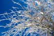 Ice Covered Branches