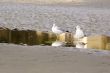 Two seagulls reflected in puddle