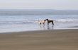 Two dogs playing on beach