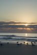 Seagulls at sunrise