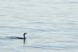 Immature Double-Breasted Cormorant