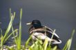 Duck near grasses in lake