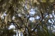 Spanish moss hanging from tree