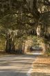 Paved country road with overhanging spanish moss