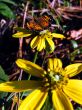 Pearl Crescent on Garden Flower