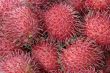rambutan fruit