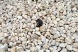 beach pebbles