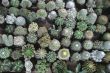 cacti plants