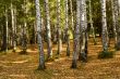 Autumn wood. The fallen down foliage. A landscape.