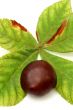 Chestnut at autumn isolated in white background