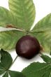 Chestnut at autumn isolated in white background