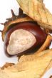 Chestnut at autumn isolated in white background