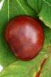 Chestnut at autumn isolated in white background