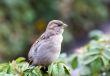 Portrait of a sparrow