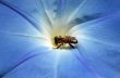 Bee taking honey